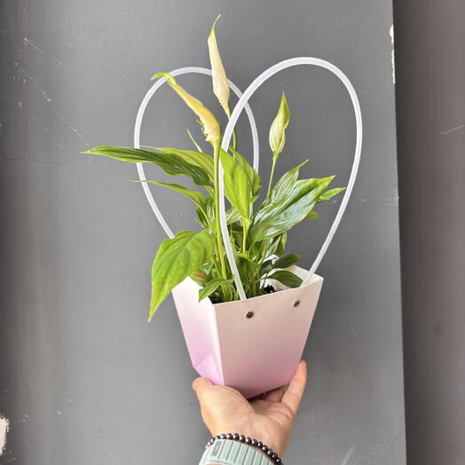 Женское счастье