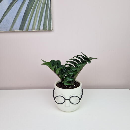Замиокулькас Зензи мини в горшке с очками