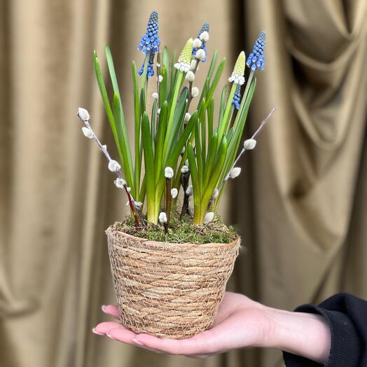 Мускари белые и синие с вербой в плетеной корзинке
