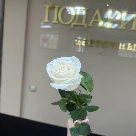 Роза белая