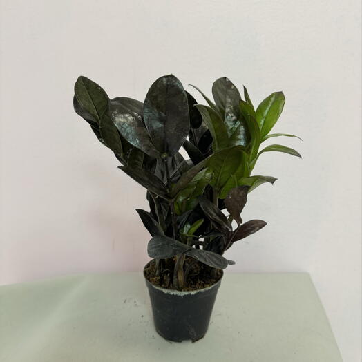 Замиокулькас Black Raven д.9