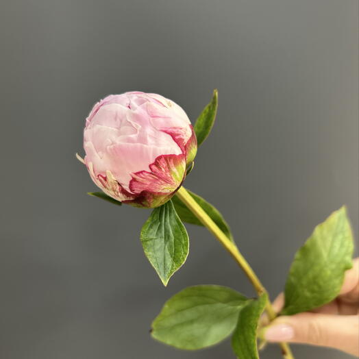 Пион peony