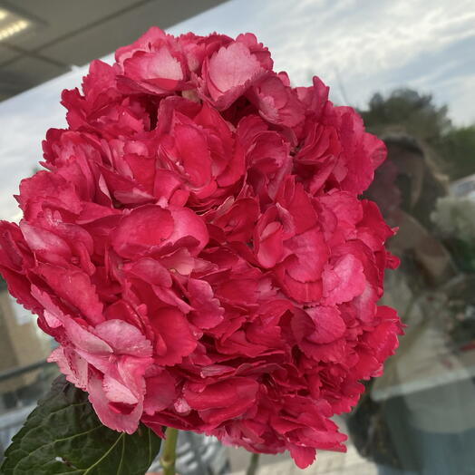 Гортензия «Малина»💕