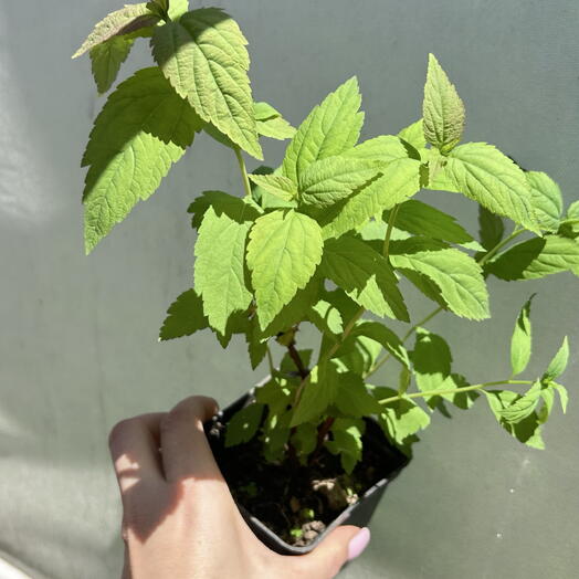 Спирея Макрофила (Spiraea japonica  Macrophylla )