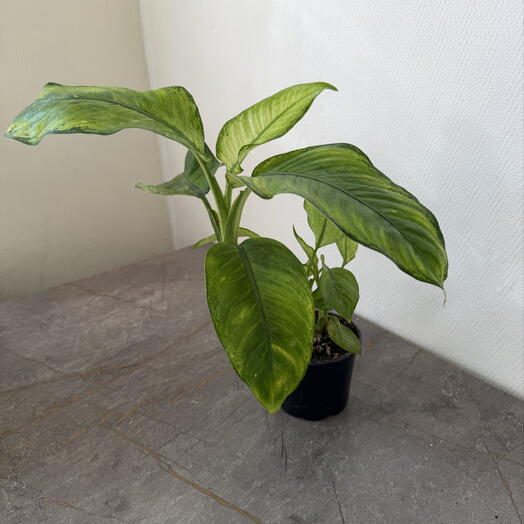 Диффенбахия (Dieffenbachia)