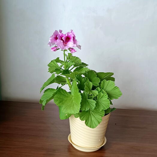 Комнатное растение Пеларгония Aristo Lavender ,герань королевская