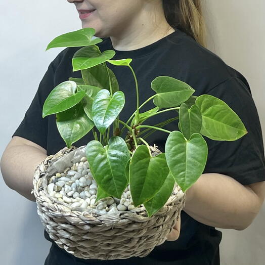 Антуриум в плетеном кашпо с декоративными камешками