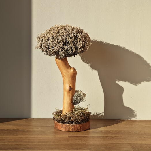 Bonsai Tree 97