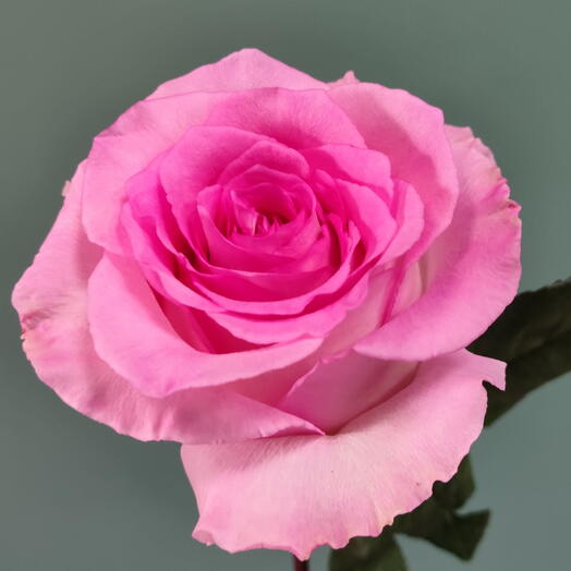 🌹🌹🌹Роза Эквадор пионовидная розовая