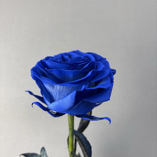 Роза синяя
