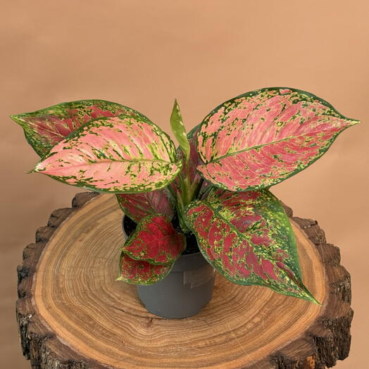 Аглаонема зелено-розовая