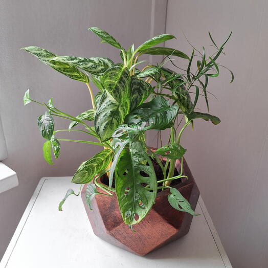 Интерьерная композиция в геометрическом кашпо цвета бронза. Аглаонема, аспарагум и монстера