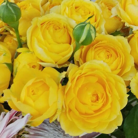 Роза Пионовидная 🌼