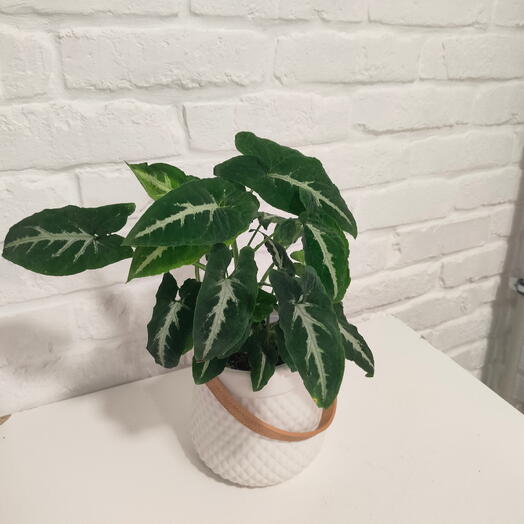 Сингониум Венланда. В керамическом кашпо