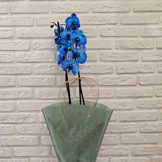 Синяя орхидея Фаленопсис «Королевский Голубой» (Royal Blue) в горшке