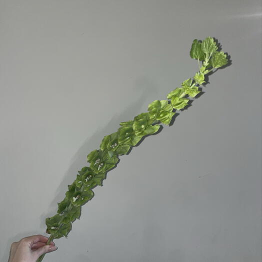 Молюцелла