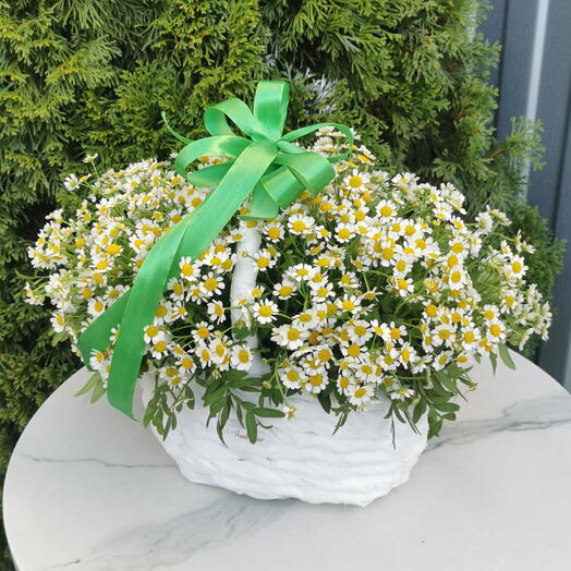 Корзина с ароматной матрикарией🌼