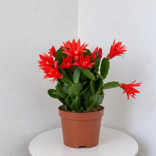 Schlumbergera