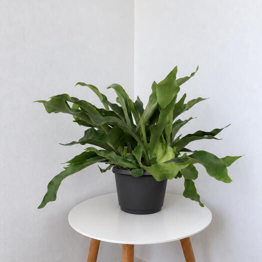 Platycerium – Sculptural Staghorn Fern