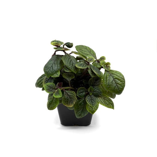 Плектрантус Колеусовидный (Plectranthus coleoides)