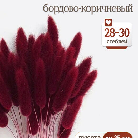 Лагурус бордово-коричневый 30 шт. Высший сорт. Высота 25-35 см М472