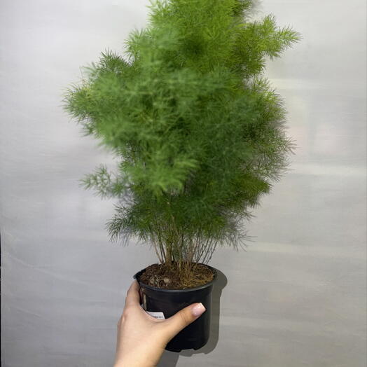 🌿 Аспарагус Умбилатус «Изумрудное облако»