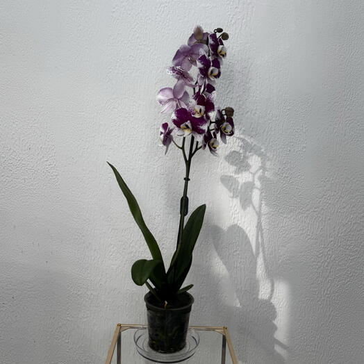 Орхидея Фаленопсис «Violet»