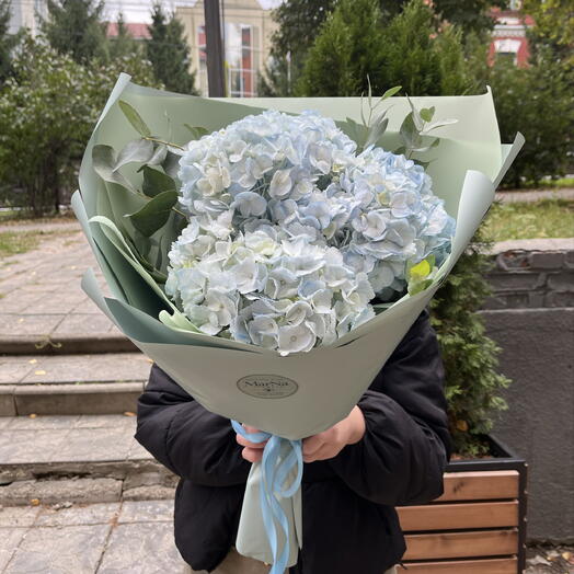 Три гортензии