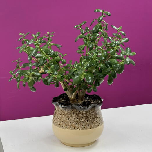 Денежное дерево (Crassula ovata)