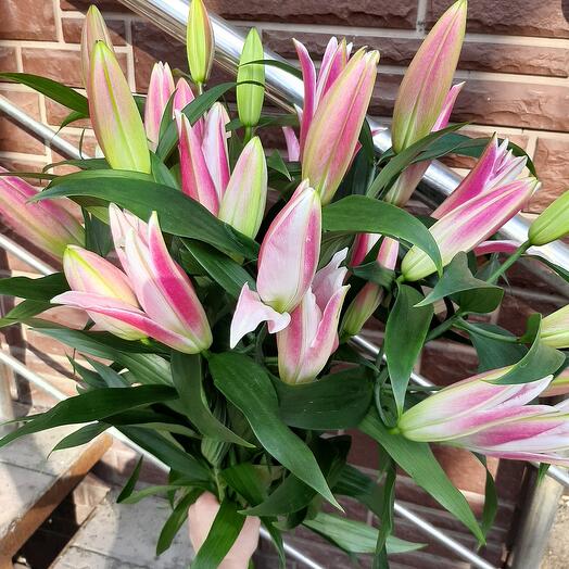Lily