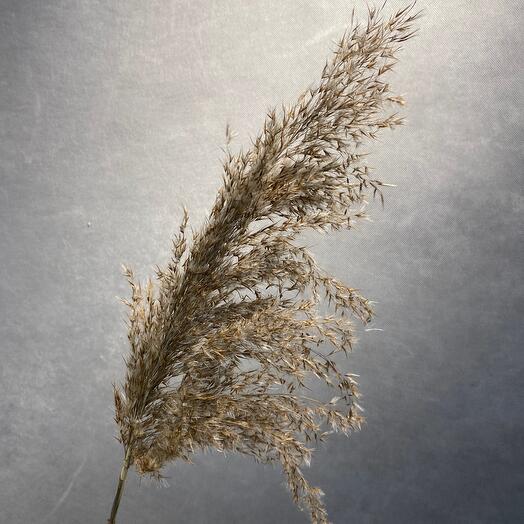 Dried flowers