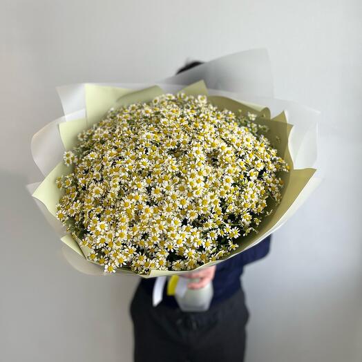 Daisies
