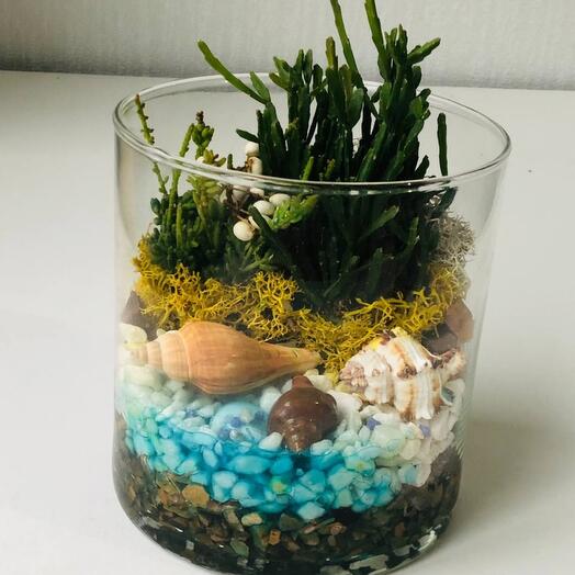 Florarium with rhipsalis and seashells