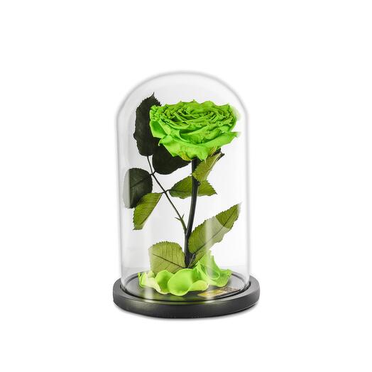 Fluorescent Green Preserved Roses in a Glass Dome Single