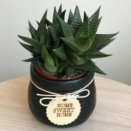Haworthia