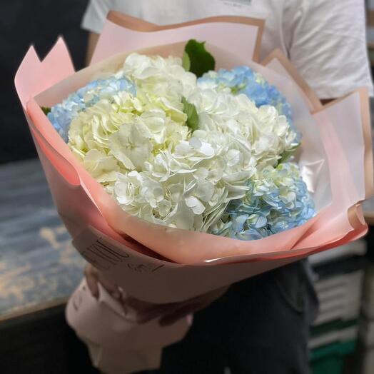 Hydrangea