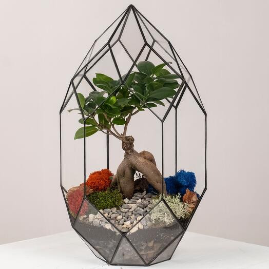 Bonsai, Ficus