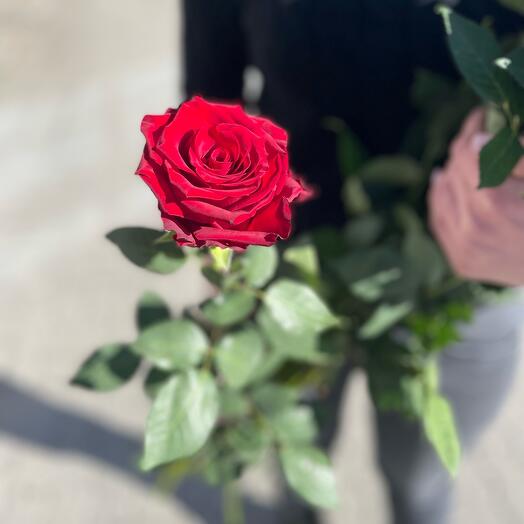 Red Rose Explorer 80 cm