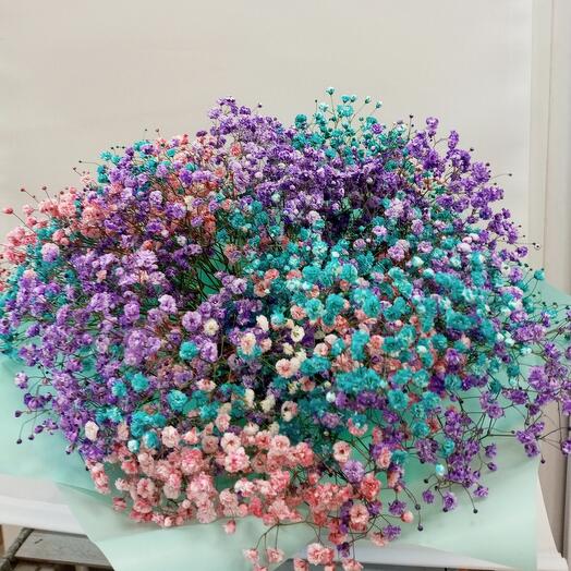 Gypsophila