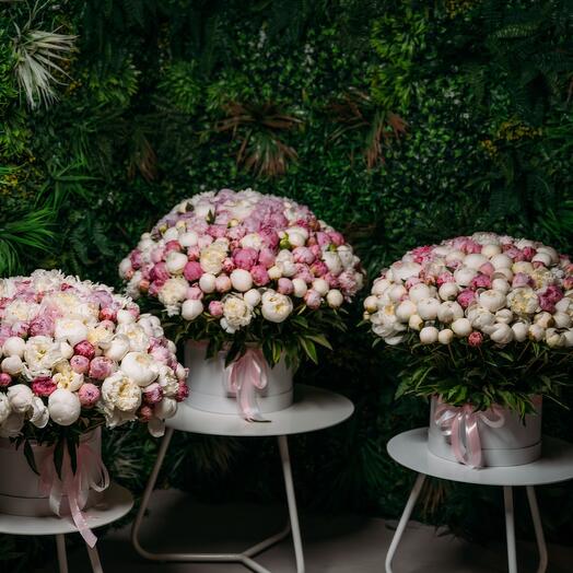 501 mix peonies in boxes
