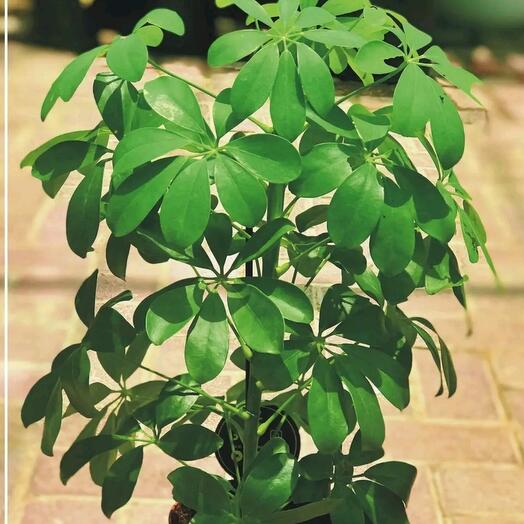 Schefflera