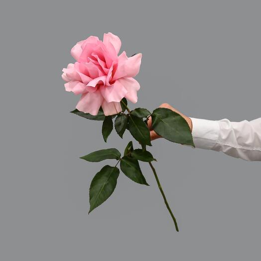 Elegante rosa francesa rosa