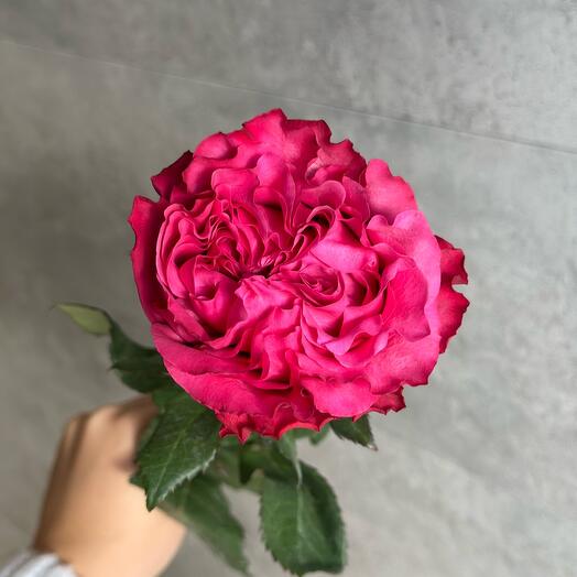 Peony-shaped raspberry rose, 70 cm
