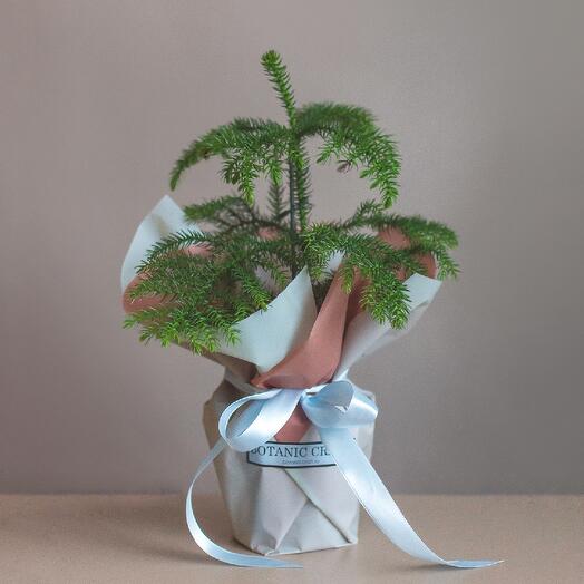 Араукария, комнатная ёлочка