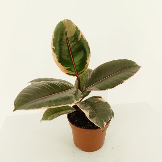 Фикус Эластика Белиз, д12