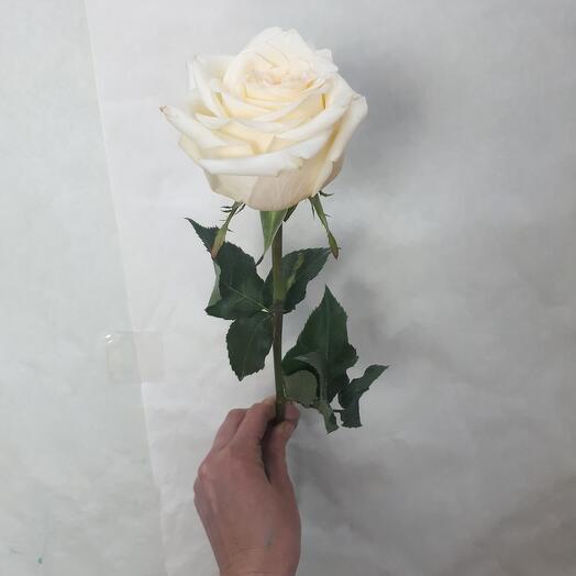 Кандлайт