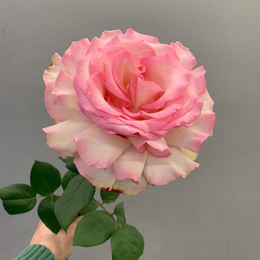 The French Rose