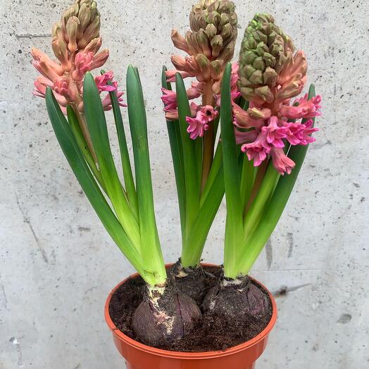 Комнатное растение Розовые гиацинты