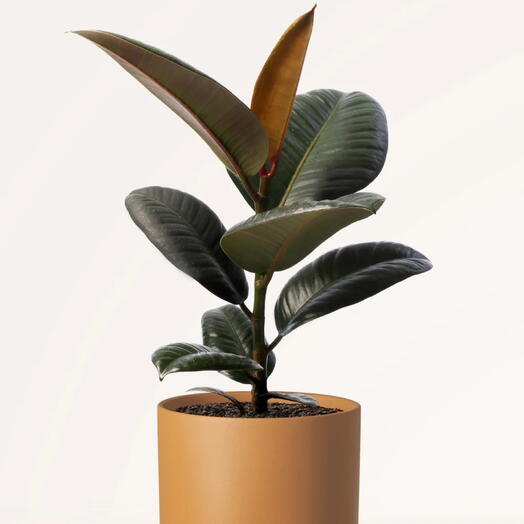 Ficus elastica Robusta