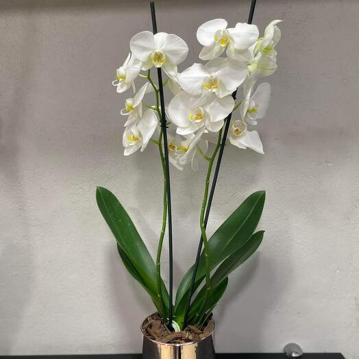 Orquidea